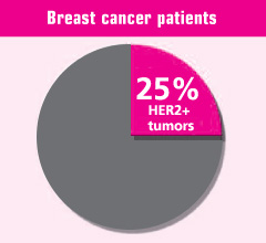 Breast Cancer Patients - 25% HER2+ tumors